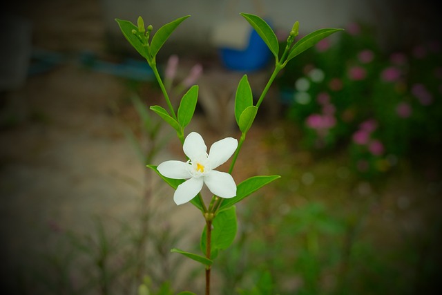 花 茉莉花 - 上的免费照片