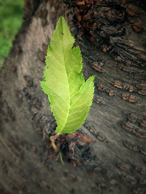 叶子 绿色 生机 - 上的免费照片
