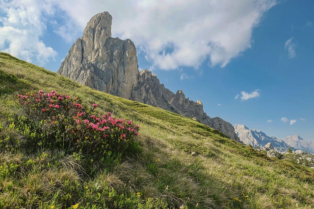 山 草地 阿尔卑斯玫瑰 - 上的免费照片