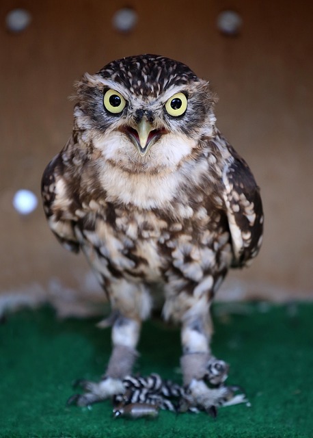 猫头鹰 穴居 兔猫头鹰 - 上的免费照片