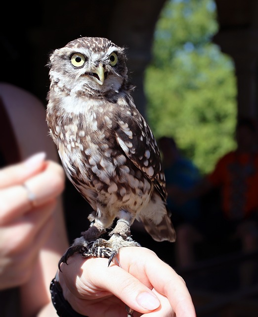 猫头鹰 穴居 兔猫头鹰 - 上的免费照片
