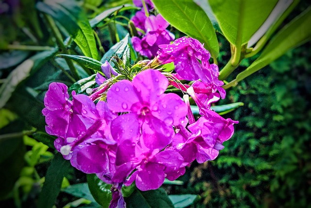 福禄考 花 灌木 - 上的免费照片