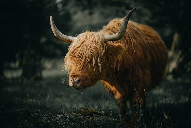 动物 高原牛 哺乳动物 - 上的免费照片
