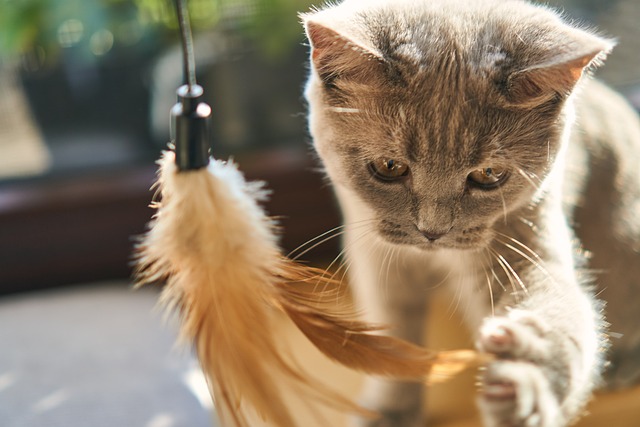猫 可爱的 宿醉 - 上的免费照片