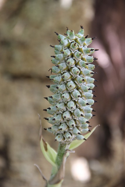 厚的 花 流苏 - 上的免费照片