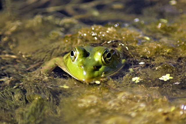 青蛙 牛蛙 凝视 - 上的免费照片