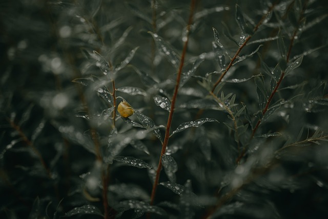 树叶 蜗牛 叶子 - 上的免费照片