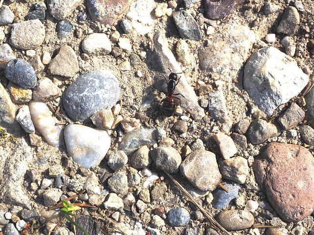 蚂蚁 罗斯蚂蚁 昆虫 - 上的免费照片