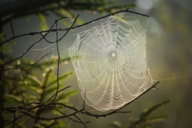 蛛网 网络 蜘蛛 - 上的免费照片
