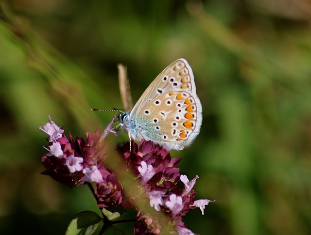 普通的蓝蝴蝶 蓝蝴蝶 蝴蝶 - 上的免费照片