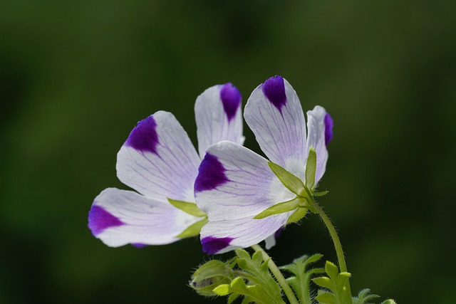 花 开花 树丛花 Nemophila - 上的免费照片