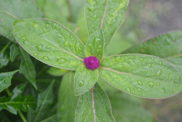 花 美丽的 - 上的免费照片