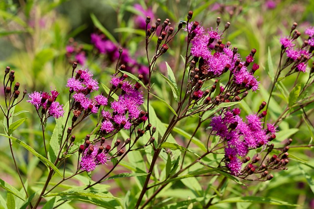 高票Aster Vernonia Vernonia群落 - 上的免费照片