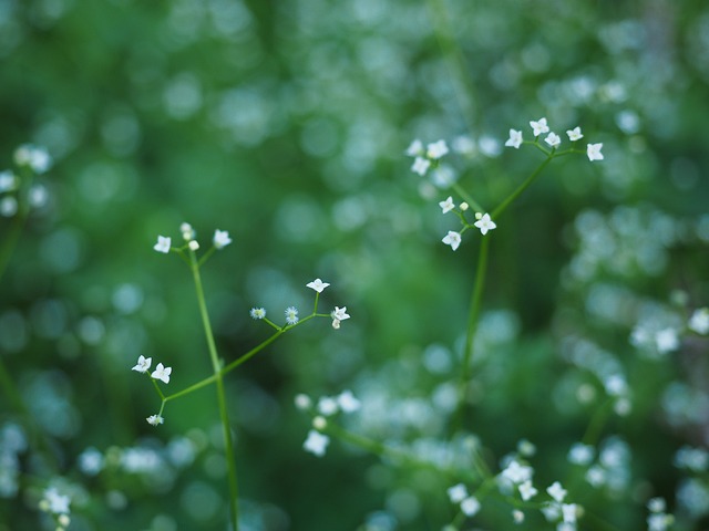轮-叶Bedstraw 开花 白色的 - 上的免费照片