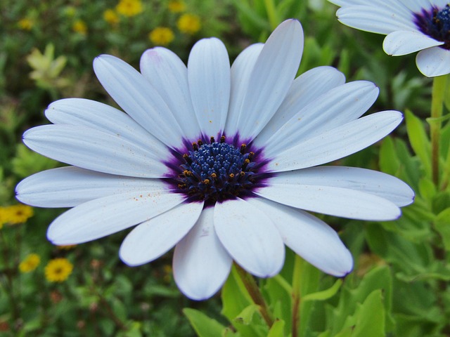 伯恩霍尔玛格丽特 开普篮 Osteospermum Ecklonis - 上的免费照片