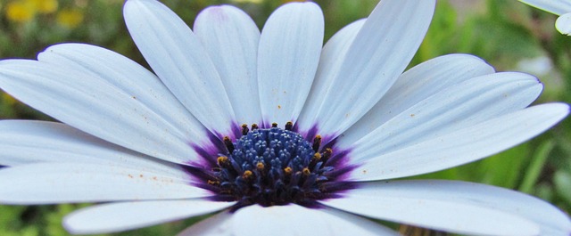 伯恩霍尔玛格丽特 开普篮 Osteospermum Ecklonis - 上的免费照片