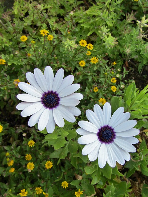 伯恩霍尔玛格丽特 开普篮 Osteospermum Ecklonis - 上的免费照片