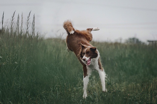 狗 边境牧羊犬 品种 - 上的免费照片