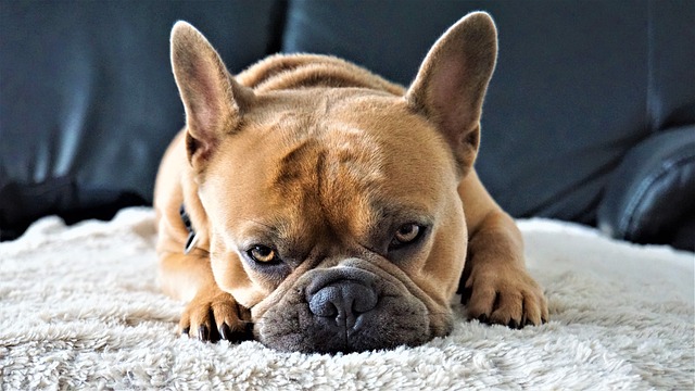 法国斗牛犬 狗 在沙发上 - 上的免费照片