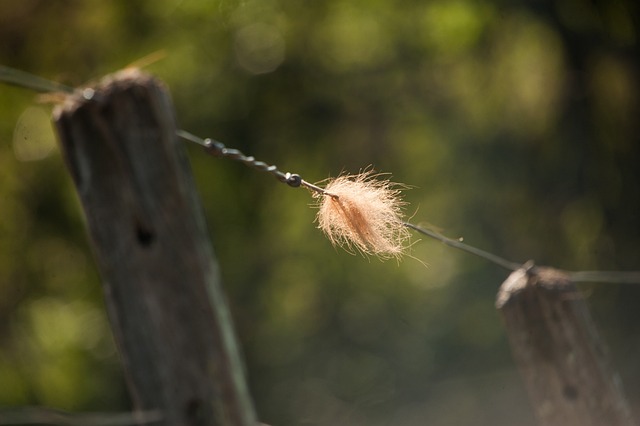 关于 电线 限制 - 上的免费照片