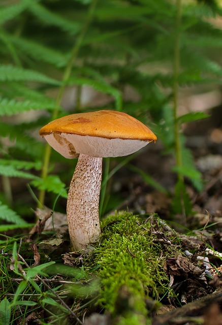 桦木牛肝菌 Rac 蘑菇 - 上的免费照片