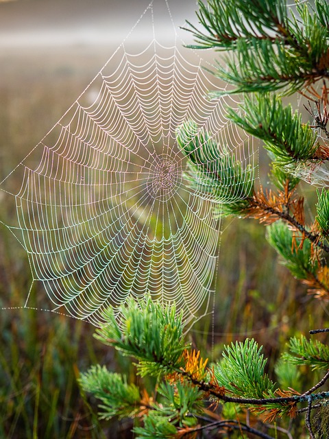蛛网 自然 人居 - 上的免费照片