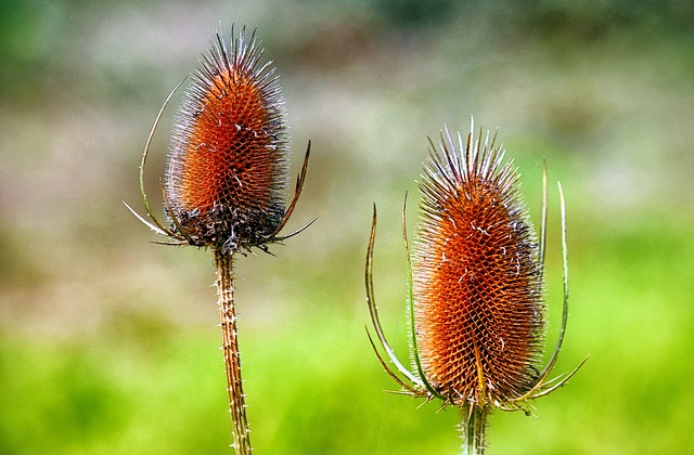 Teasel 植物 自然 - 上的免费照片