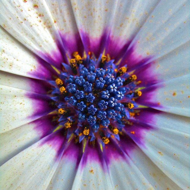 伯恩霍尔玛格丽特 雌蕊 开普篮 Osteospermum - 上的免费照片