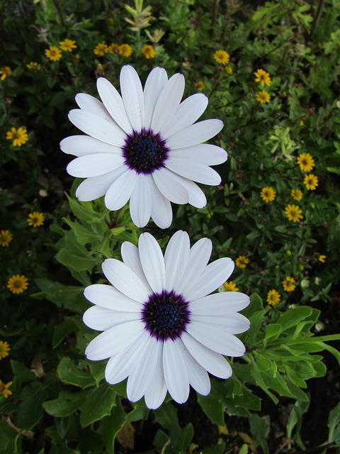 伯恩霍尔玛格丽特 开普篮 Osteospermum Ecklonis - 上的免费照片