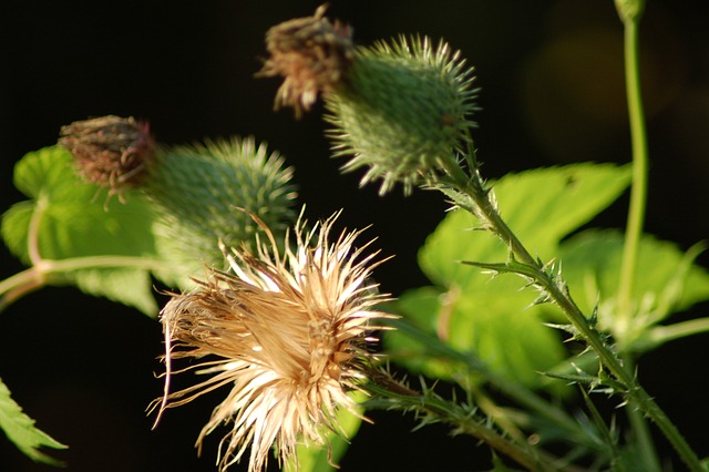 Cirsium 杂草 科 - 上的免费照片