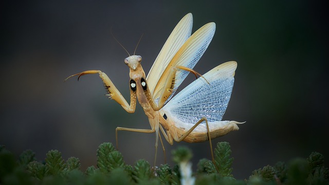 宏 昆虫 自然 - 上的免费照片