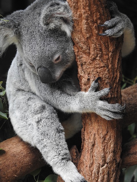 考拉 澳大利亚 物种 - 上的免费照片