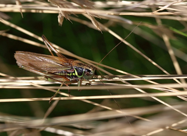 Roesel的灌木板球 昆虫 特写 - 上的免费照片