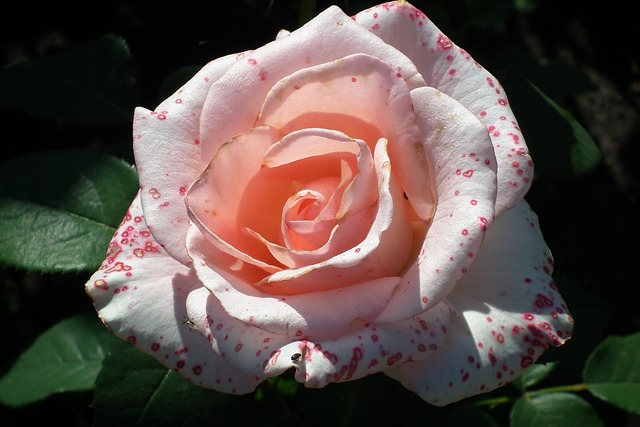玫瑰 花 粉色的 - 上的免费照片