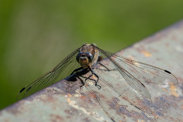 蜻蜓 翅膀 动物 - 上的免费照片