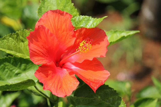 芙蓉 橙花 橙色的 - 上的免费照片