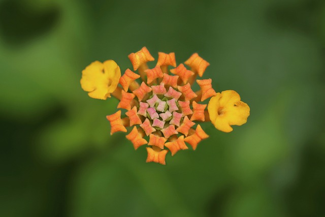 敞篷玫瑰 芽 开花 - 上的免费照片