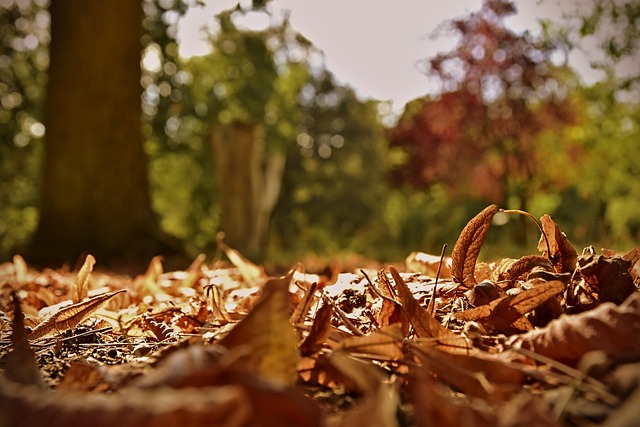 树叶 秋叶 立秋 - 上的免费照片