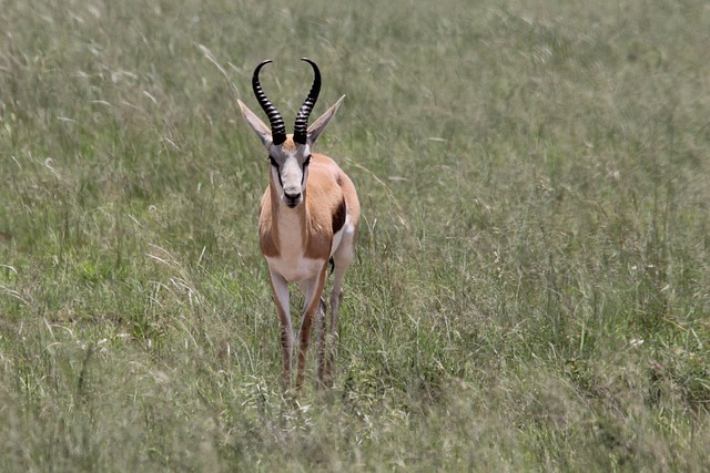 跳羚 橄榄球 角 - 上的免费照片