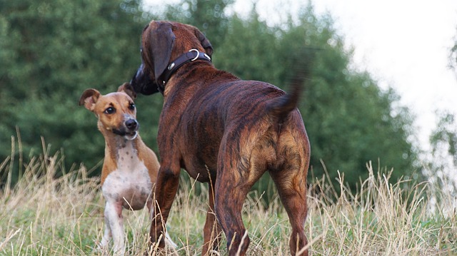 梗犬 汉诺威Scenthound Hs - 上的免费照片