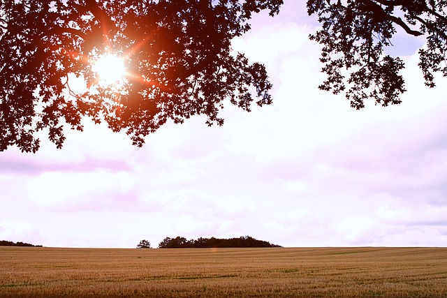 麦田 树 树叶 - 上的免费照片