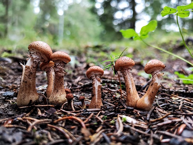 蘑菇 自然 秋天 - 上的免费照片