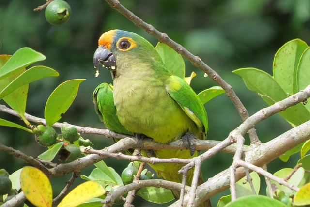 Maritaca 鸟 Cocota - 上的免费照片