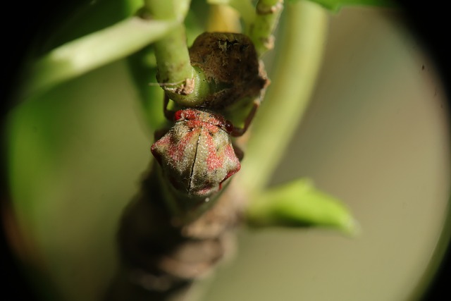 叶蝉 昆虫 自然 - 上的免费照片
