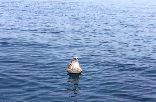 海鸥 鸟 海 - 上的免费照片