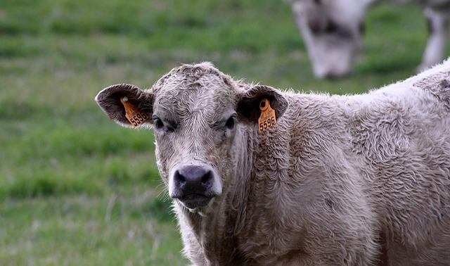 小牛 母牛 Herkauwer - 上的免费照片
