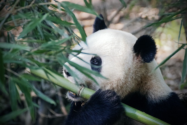 熊猫 Pandabear 竹子 - 上的免费照片