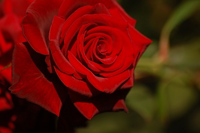 红玫瑰 绽放 花园 - 上的免费照片