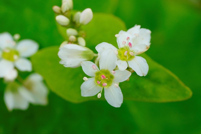 荞麦 花 自然 - 上的免费照片