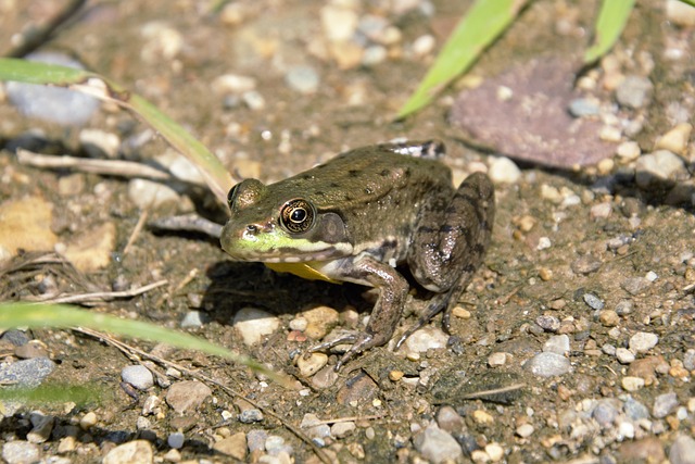 牛蛙 青蛙 大闪亮的眼睛 - 上的免费照片